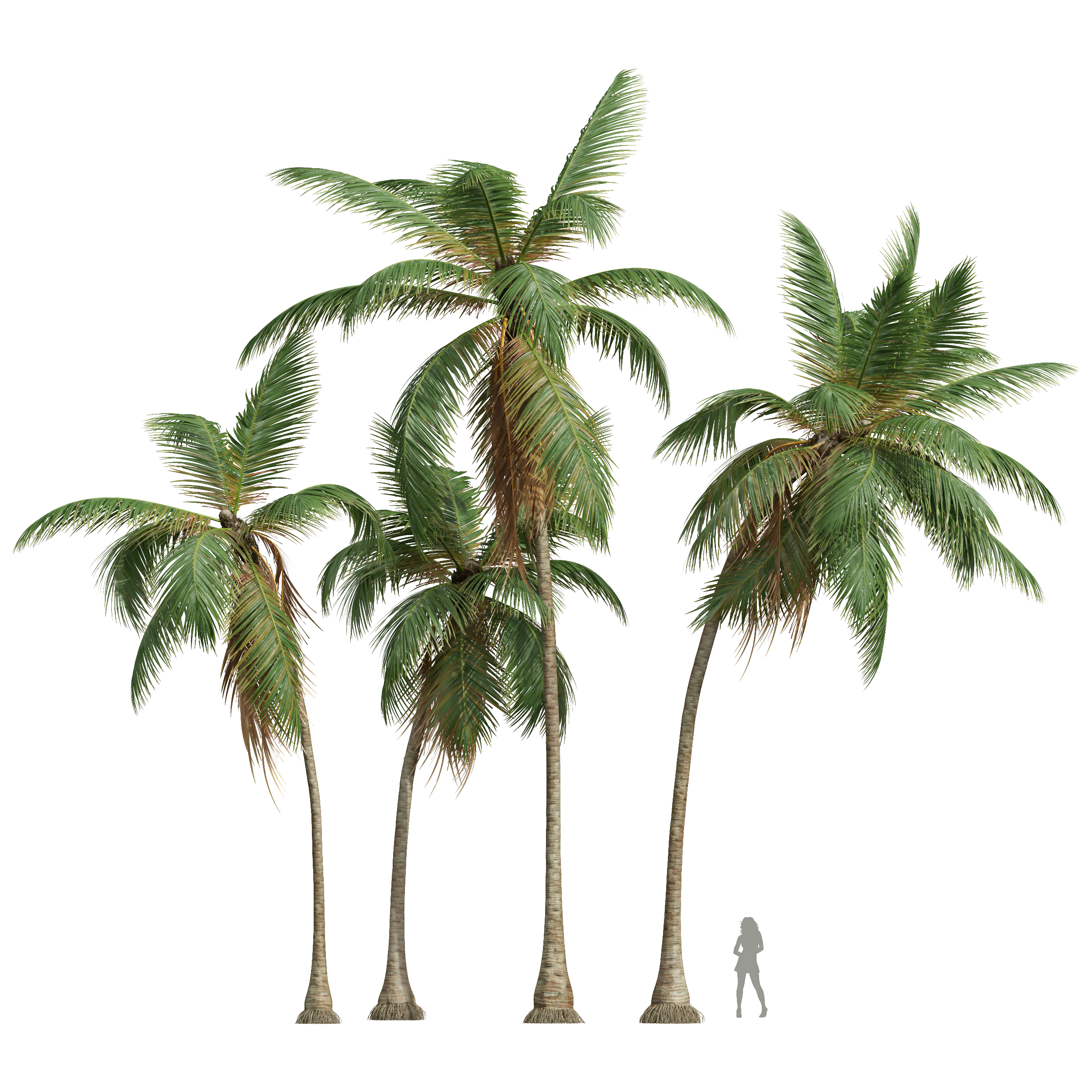 New Plant High detail Cocos Nucifera Medium